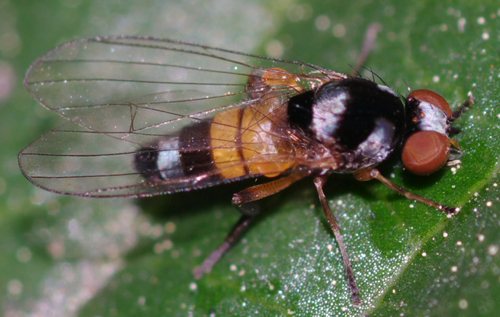 Callomyia amoena  (Platypezidae)